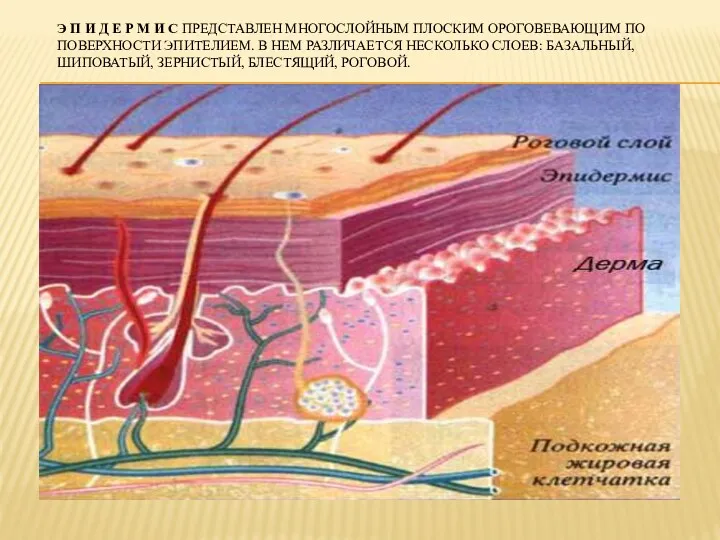 Э П И Д Е Р М И С ПРЕДСТАВЛЕН