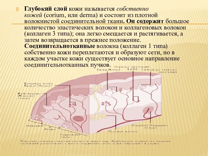 Глубокий слой кожи называется собственно кожей (corium, или derma) и