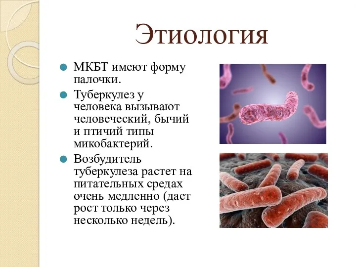 Этиология МКБТ имеют форму палочки. Туберкулез у человека вызывают человеческий,