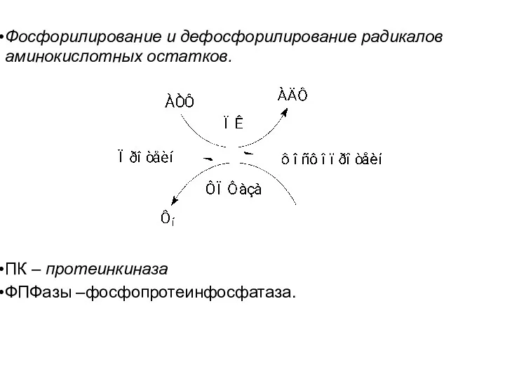 Фосфорилирование и дефосфорилирование радикалов аминокислотных остатков. ПК – протеинкиназа ФПФазы –фосфопротеинфосфатаза.