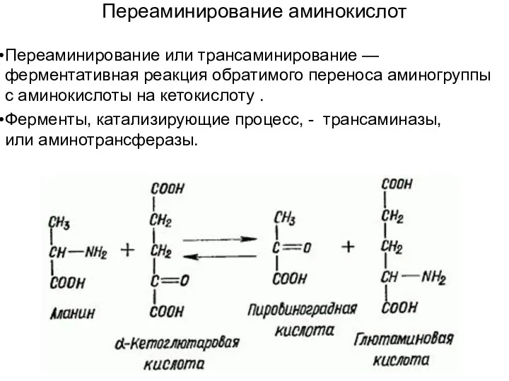 Переаминирование аминокислот Переаминирование или трансаминирование —ферментативная реакция обратимого переноса аминогруппы