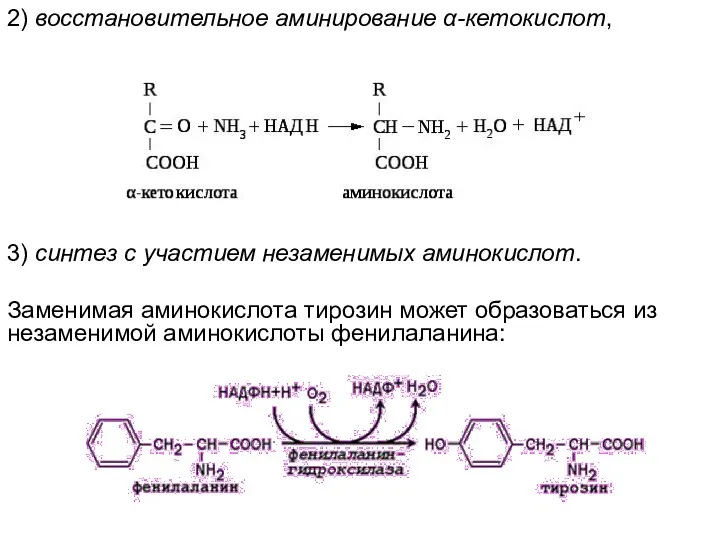 2) восстановительное аминирование α-кетокислот, 3) синтез с участием незаменимых аминокислот.