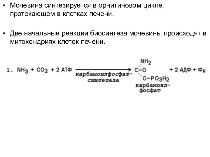 Мочевина синтезируется в орнитиновом цикле, протекающем в клетках печени. Две