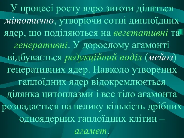 У процесі росту ядро зиготи ділиться мітотично, утворючи сотні диплоїдних