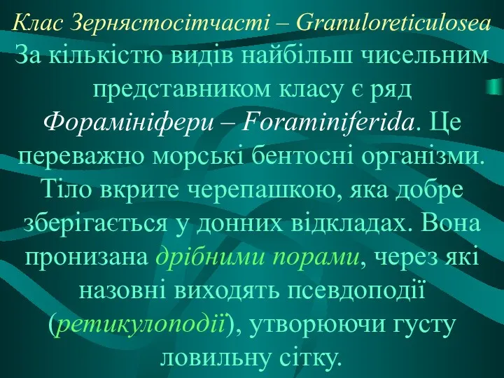 Клас Зернястосітчасті – Granuloreticulosea За кількістю видів найбільш чисельним представником