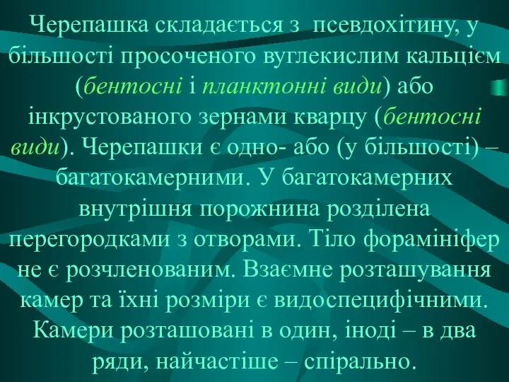 Черепашка складається з псевдохітину, у більшості просоченого вуглекислим кальцієм (бентосні