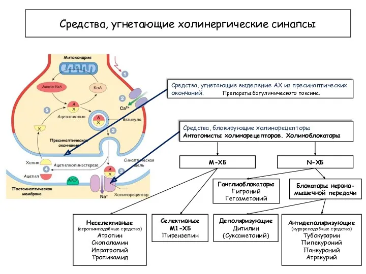 Средства, угнетающие холинергические синапсы Средства, угнетающие выделение АХ из пресинаптических