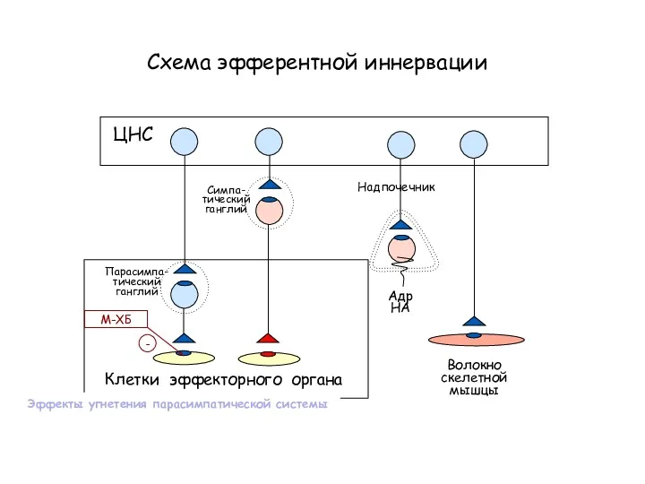 Схема эфферентной иннервации Клетки эффекторного органа ЦНС Симпа- тический ганглий