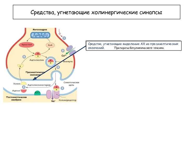 Средства, угнетающие холинергические синапсы Средства, угнетающие выделение АХ из пресинаптических окончаний. Препараты ботулинического токсина.