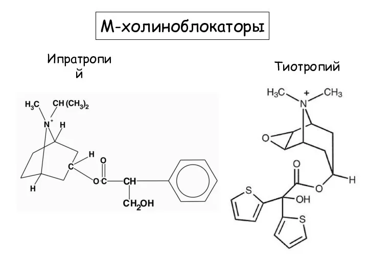 Ипратропий М-холиноблокаторы Тиотропий