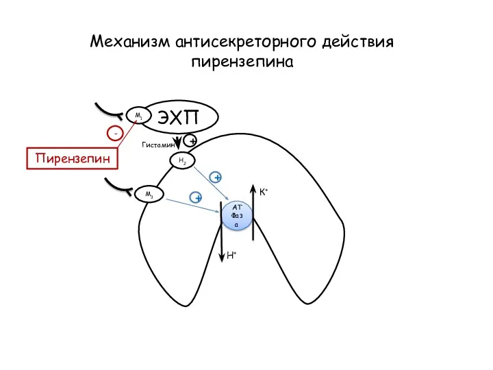 Механизм антисекреторного действия пирензепина АТФаза К+ Н+ ЭХП М1 М3