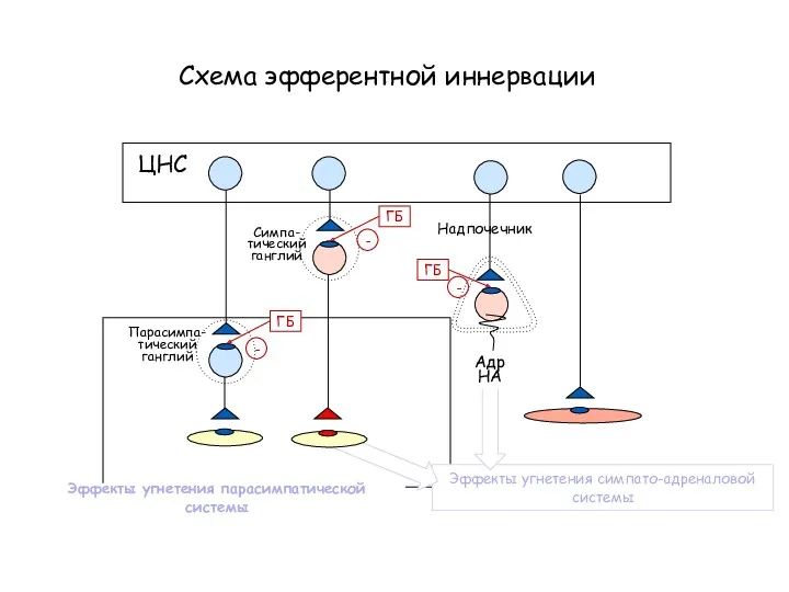 Эффекты угнетения симпато-адреналовой системы Схема эфферентной иннервации ЦНС Симпа- тический