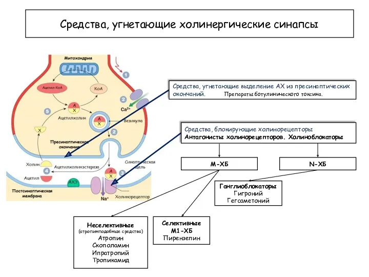 Средства, угнетающие холинергические синапсы Средства, угнетающие выделение АХ из пресинаптических