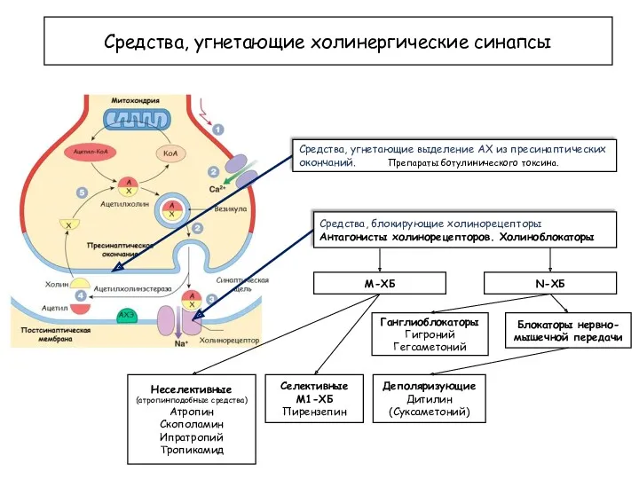 Средства, угнетающие холинергические синапсы Средства, угнетающие выделение АХ из пресинаптических