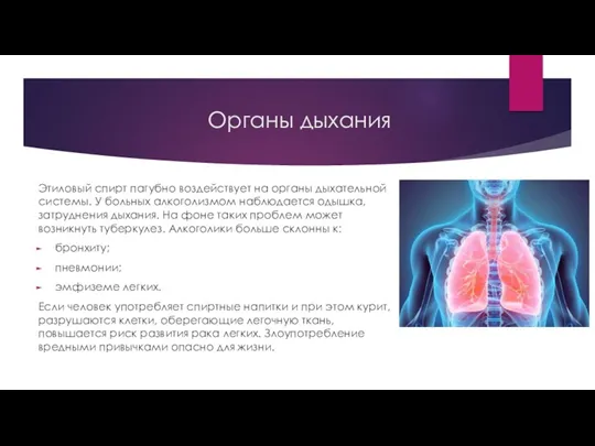 Органы дыхания Этиловый спирт пагубно воздействует на органы дыхательной системы.