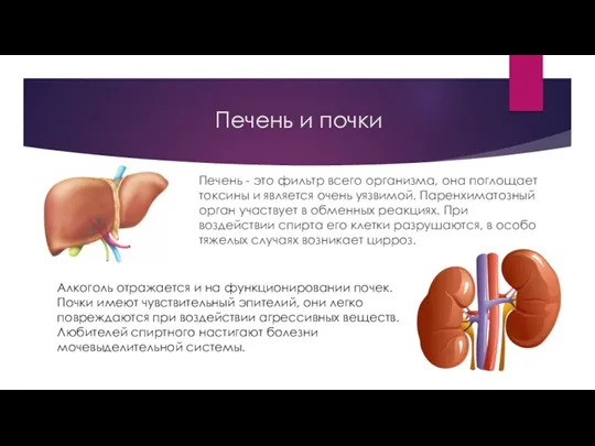 Печень и почки Печень - это фильтр всего организма, она