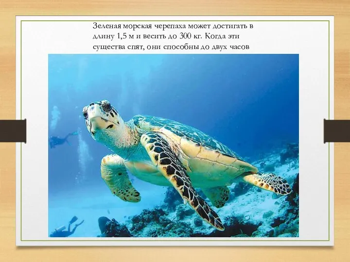 Зеленая морская черепаха может достигать в длину 1,5 м и
