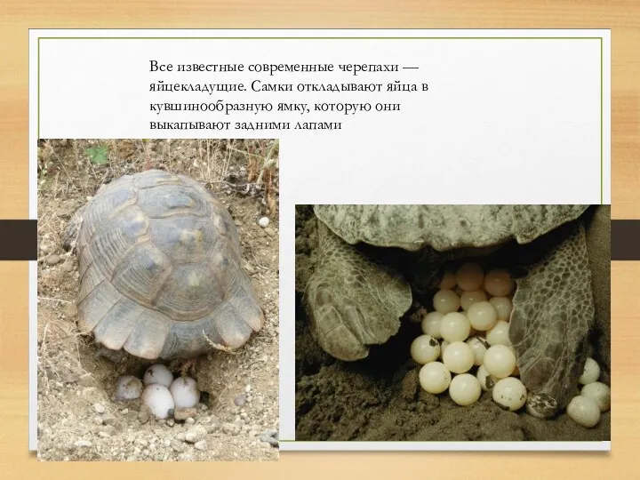 Все известные современные черепахи — яйцекладущие. Самки откладывают яйца в