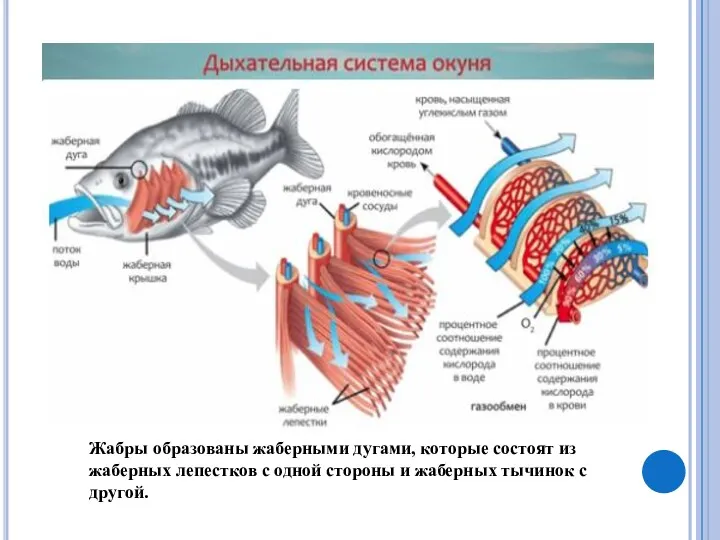 Жабры образованы жаберными дугами, которые состоят из жаберных лепестков с одной стороны и