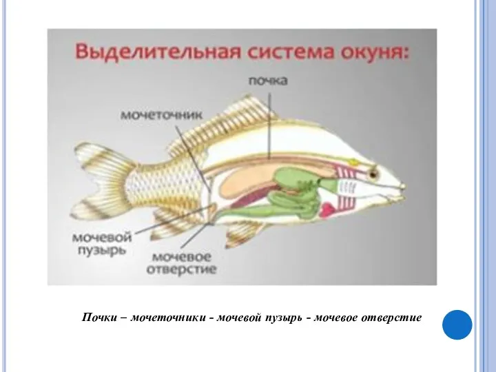 Почки – мочеточники - мочевой пузырь - мочевое отверстие