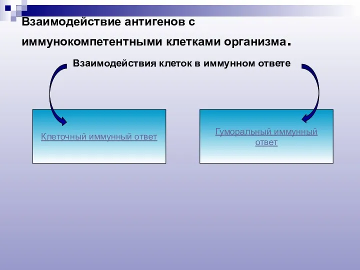 Взаимодействие антигенов с иммунокомпетентными клетками организма. Взаимодействия клеток в иммунном