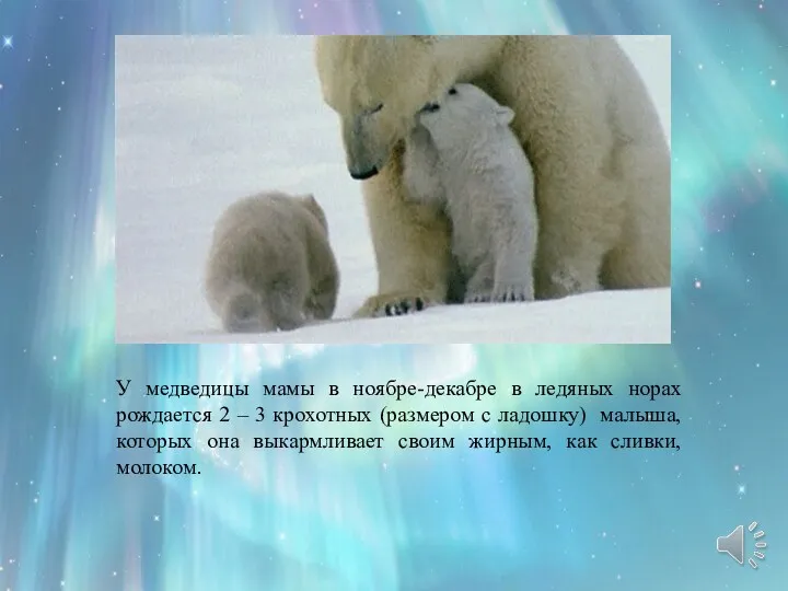 У медведицы мамы в ноябре-декабре в ледяных норах рождается 2 – 3 крохотных