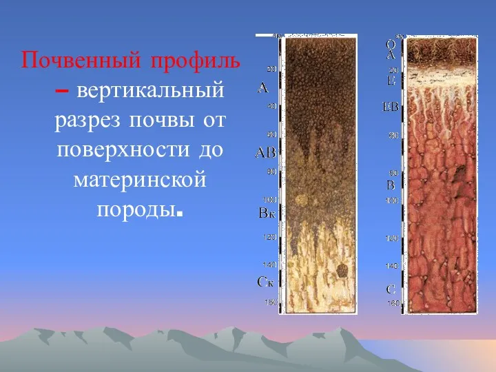 Почвенный профиль – вертикальный разрез почвы от поверхности до материнской породы.