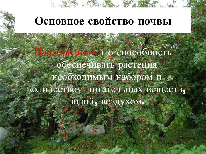 Основное свойство почвы Плодородие – это способность обеспечивать растения необходимым