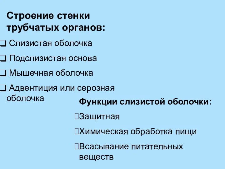 Функции слизистой оболочки: Защитная Химическая обработка пищи Всасывание питательных веществ