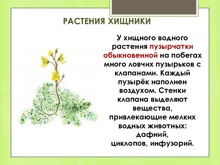 РАСТЕНИЯ ХИЩНИКИ У хищного водного растения пузырчатки обыкновенной на побегах