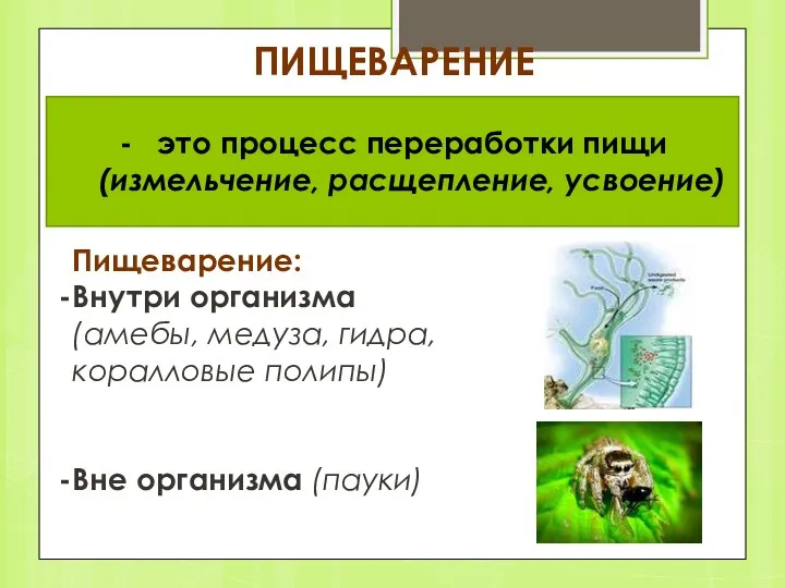 ПИЩЕВАРЕНИЕ это процесс переработки пищи (измельчение, расщепление, усвоение) Пищеварение: Внутри