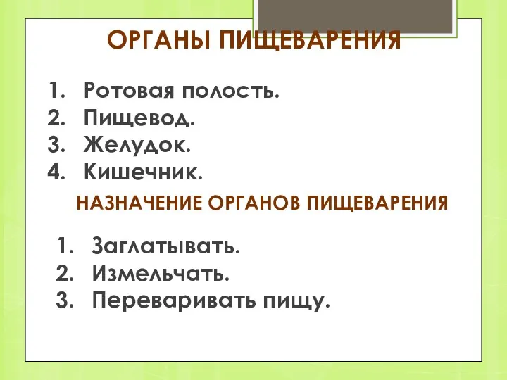 ОРГАНЫ ПИЩЕВАРЕНИЯ Ротовая полость. Пищевод. Желудок. Кишечник. НАЗНАЧЕНИЕ ОРГАНОВ ПИЩЕВАРЕНИЯ Заглатывать. Измельчать. Переваривать пищу.