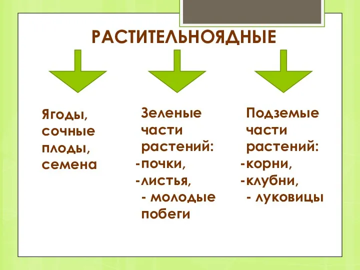 РАСТИТЕЛЬНОЯДНЫЕ Ягоды, сочные плоды, семена Зеленые части растений: почки, листья,