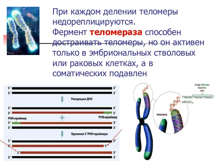 При каждом делении теломеры недореплицируются. Фермент теломераза способен достраивать теломеры,