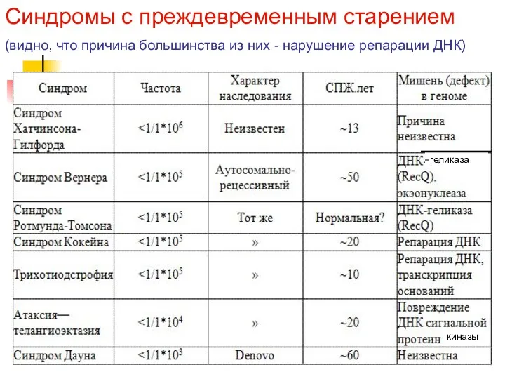 геликаза киназы Синдромы с преждевременным старением (видно, что причина большинства из них - нарушение репарации ДНК)