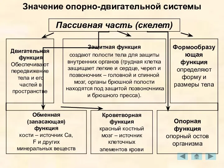 Значение опорно-двигательной системы