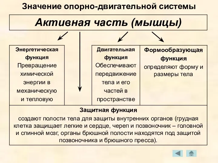 Значение опорно-двигательной системы