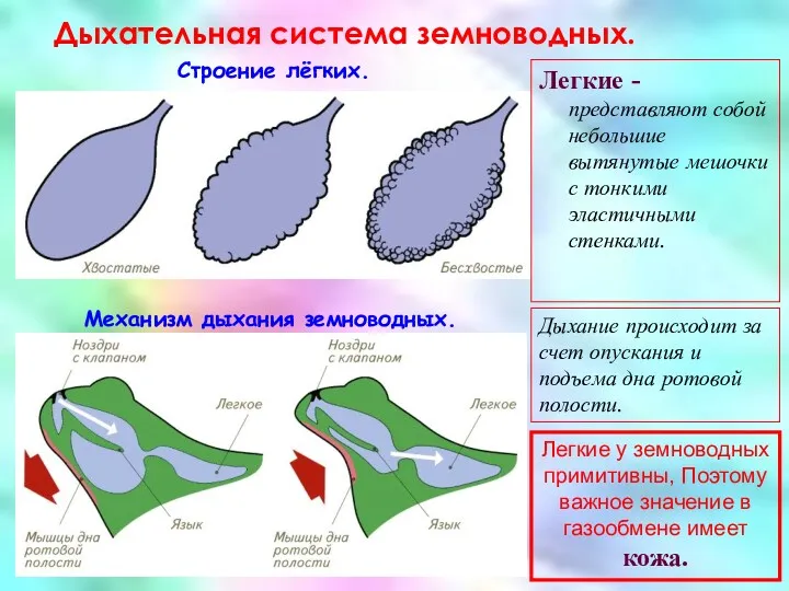 Дыхательная система земноводных. Строение лёгких. Механизм дыхания земноводных. Легкие -представляют