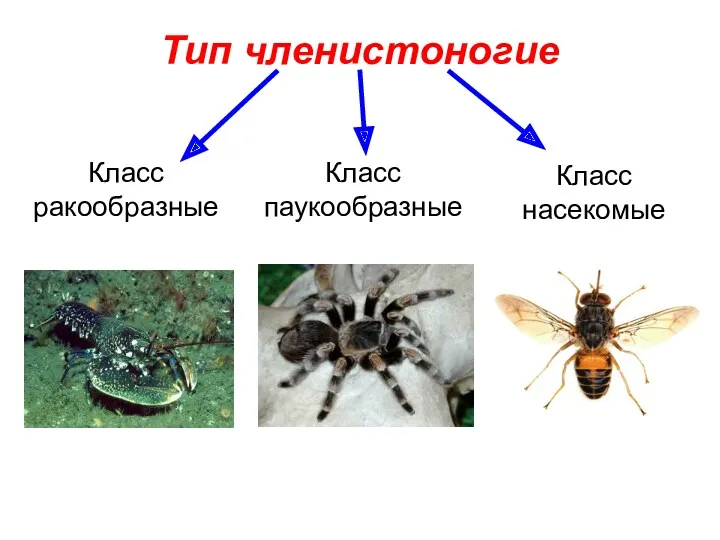 Тип членистоногие Класс ракообразные Класс паукообразные Класс насекомые