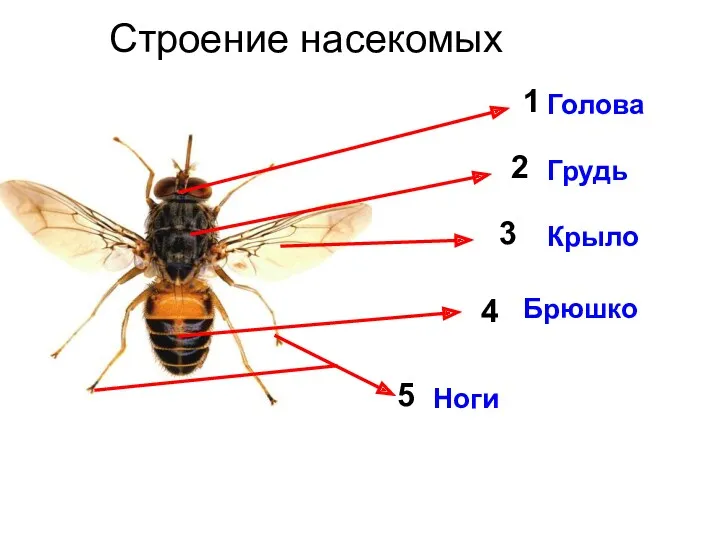 Строение насекомых 1 Голова 2 3 4 5 Грудь Крыло Брюшко Ноги