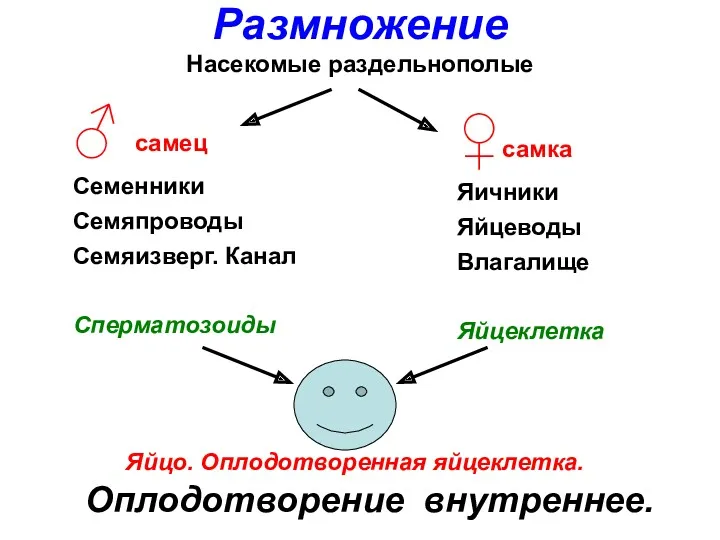 ♂ самец Семенники Семяпроводы Семяизверг. Канал Сперматозоиды ♀самка Яичники Яйцеводы