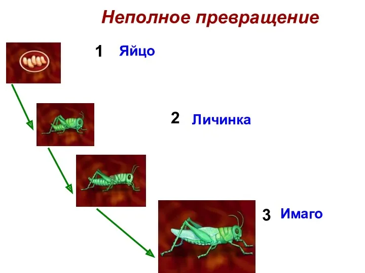 Неполное превращение 1 2 3 Яйцо Личинка Имаго