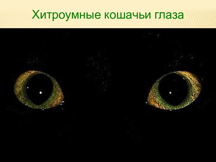 Хитроумные кошачьи глаза
