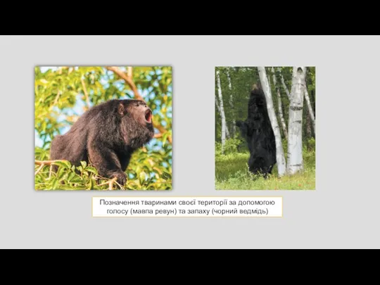 Позначення тваринами своєї території за допомогою голосу (мавпа ревун) та запаху (чорний ведмідь)