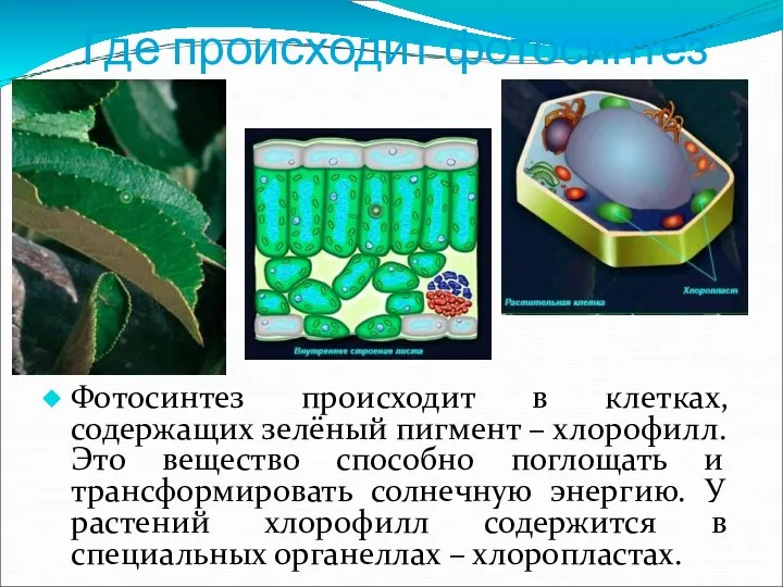 Где происходит фотосинтез Фотосинтез происходит в клетках, содержащих зелёный пигмент