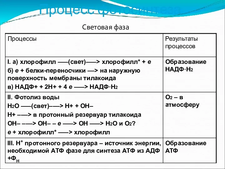 Процесс фотосинтеза Световая фаза