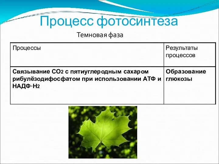 Процесс фотосинтеза Темновая фаза