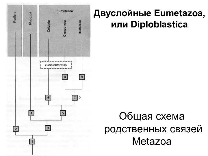 Двуслойные Eumetazoa, или Diploblastica Общая схема родственных связей Metazoa