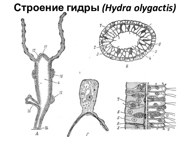 Строение гидры (Hydra olygactis)
