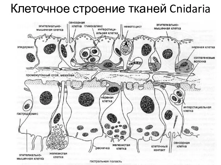 Клеточное строение тканей Cnidaria